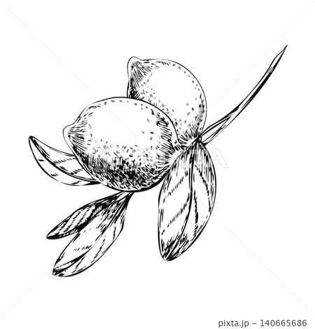 Two lemons on branch hand drawn black ink line art illustration. Minimalist citrus pair sketch isolated on white for Italian olive oil label blend, organic kitchen poster, and botanical card 140665686