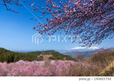 福島県耶麻郡北塩原村大塩　裏磐梯の峠一面を覆う桜峠の満開のオオヤマザクラと冠雪した飯豊連峰の景色 140665748