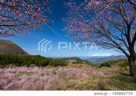 福島県耶麻郡北塩原村大塩 裏磐梯の峠一面を覆う桜峠の満開のオオヤマザクラと冠雪した飯豊連峰の景色 福島県耶麻郡北塩原村大塩 裏磐梯の峠一面を覆う桜峠の満開のオオヤマザクラと冠雪した飯豊連峰の景色 140665754