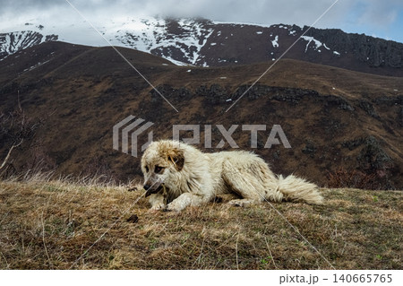 A large, fluffy white dog, resting in a field. 140665765