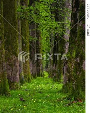 A dense avenue of old trees, such as oaks or ash, covered in vibrant green moss A dense avenue of old trees, such as oaks or ash, covered in vibrant green moss 140665777