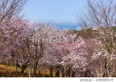 福島県耶麻郡北塩原村大塩 裏磐梯の峠一面を覆う桜峠の満開のオオヤマザクラと冠雪の山々の景色 福島県耶麻郡北塩原村大塩 裏磐梯の峠一面を覆う桜峠の満開のオオヤマザクラと冠雪の山々の景色 140666014