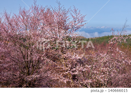 福島県耶麻郡北塩原村大塩　裏磐梯の峠一面を覆う桜峠の満開のオオヤマザクラと冠雪の山々の景色 140666015