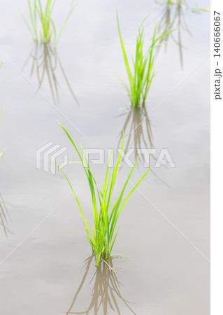 田植えを終えた水田 田植えを終えた水田 140666067
