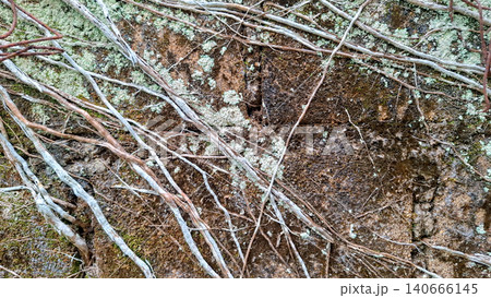 Creeping Vine Roots on Old Mossy Stone Wall Background 140666145