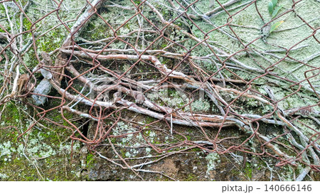 Plant Roots Growing Behind Rusty Wire Mesh Fence on Wall Plant Roots Growing Behind Rusty Wire Mesh Fence on Wall 140666146