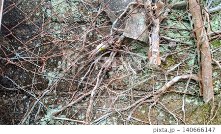 Thick Vine Roots and Rusty Iron Wire Fence on Old Wall Thick Vine Roots and Rusty Iron Wire Fence on Old Wall 140666147
