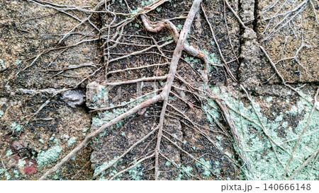 Creeping Root System on Concrete Block Wall Texture Creeping Root System on Concrete Block Wall Texture 140666148