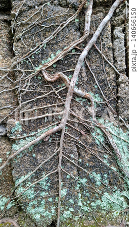 Vertical Close Up of Creeping Plant Root on Lichen Wall 140666150