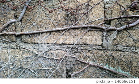 Creeping Vine Root Across Weathered Concrete Block Wall 140666151