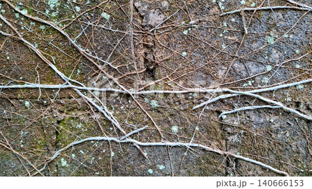 Tangled Vine Roots on Lichen Covered Concrete Block Wall Tangled Vine Roots on Lichen Covered Concrete Block Wall 140666153