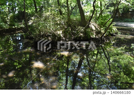 石神井公園、東京都練馬区、池 石神井公園、東京都練馬区、池 140666180