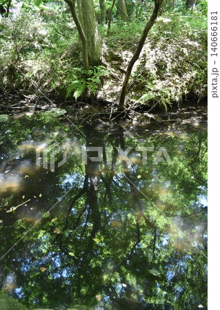 石神井公園、東京都練馬区、池 石神井公園、東京都練馬区、池 140666181