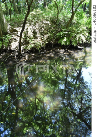 石神井公園、東京都練馬区、池 石神井公園、東京都練馬区、池 140666182