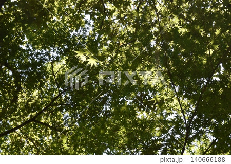 石神井公園、東京都練馬区、木漏れ日 石神井公園、東京都練馬区、木漏れ日 140666188