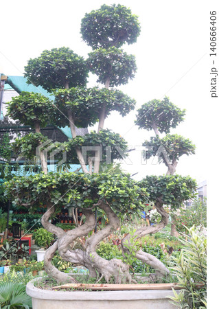 Ficus microcarpa tree plant on farm Ficus microcarpa tree plant on farm 140666406