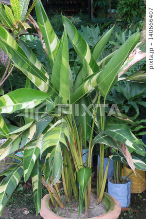 variegated Heliconia, heliconia lady, di variegated, Heliconia psittacorum flower plant variegated Heliconia, heliconia lady, di variegated, Heliconia psittacorum flower plant 140666407