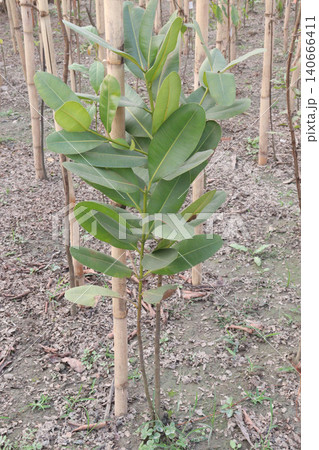 Calophyllum inophyllum, Beauty Leaf, Tamanu, Alexandrian laurel plant Calophyllum inophyllum, Beauty Leaf, Tamanu, Alexandrian laurel plant 140666411