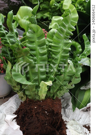 Asplenium Nidus 'Lasagne also known as the Lasagna fern, cobra fern Asplenium Nidus 'Lasagne also known as the Lasagna fern, cobra fern 140666412