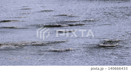 Calm lake surface dotted with floating lily pads Calm lake surface dotted with floating lily pads 140666433