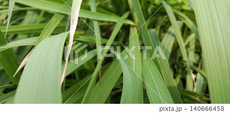 Close-up photo of overlapping green tropical leaves 140666458