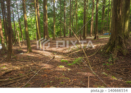 大津市八屋戸の針葉樹林　滋賀県 140666554