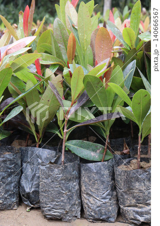 Ardisia elliptica, shoebutton ardisia, duck eye, coralberry flower plant Ardisia elliptica, shoebutton ardisia, duck eye, coralberry flower plant 140666567