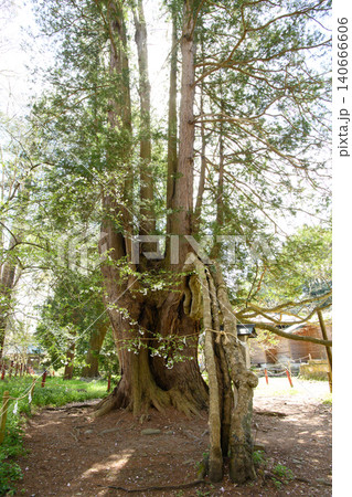 桜に囲まれる桧の巨木と縁結びのモミジ 伊佐須美神社 福島県 桜に囲まれる桧の巨木と縁結びのモミジ 伊佐須美神社 福島県 140666606