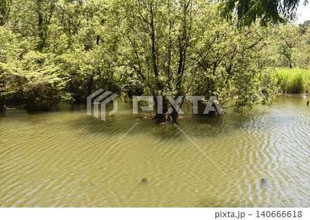 石神井公園、東京都練馬区、池 石神井公園、東京都練馬区、池 140666618