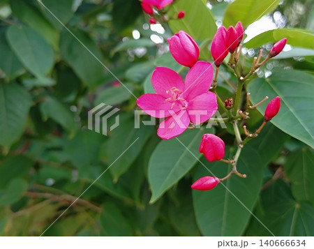 色鮮やかなピンクの花 色鮮やかなピンクの花 140666634