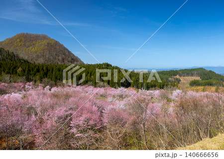 福島県耶麻郡北塩原村大塩 裏磐梯の峠斜面一面を覆う桜峠の満開のオオヤマザクラと後ろにそびえる山 福島県耶麻郡北塩原村大塩 裏磐梯の峠斜面一面を覆う桜峠の満開のオオヤマザクラと後ろにそびえる山 140666656