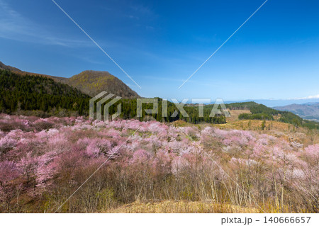 福島県耶麻郡北塩原村大塩　裏磐梯の峠斜面一面を覆う桜峠の満開のオオヤマザクラと後ろにそびえる山 140666657