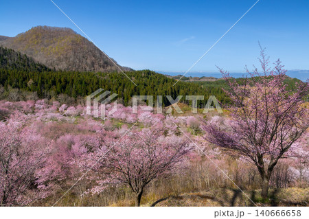 福島県耶麻郡北塩原村大塩　裏磐梯の峠斜面一面を覆う桜峠の満開のオオヤマザクラと後ろにそびえる山 140666658