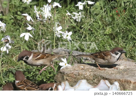 花ニラの花とスズメ 140666725