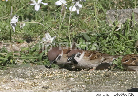 花ニラの花とスズメ 140666726