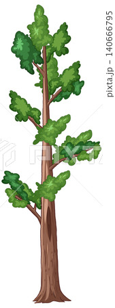 Tall Evergreen Pine Tree Vector Illustration Isolated on White Background 140666795