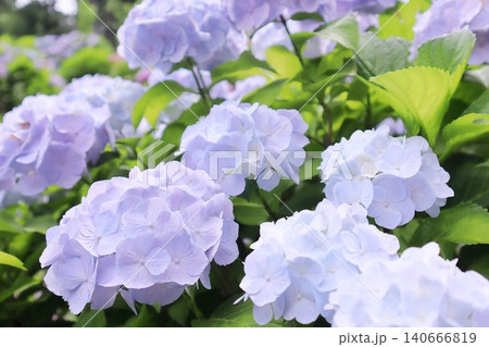 かわいい水色の梅雨のアジサイの花 140666819