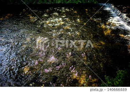 京都 高瀬川の小滝と木漏れ日 River Weir on Takase River 京都 高瀬川の小滝と木漏れ日 River Weir on Takase River 140666889