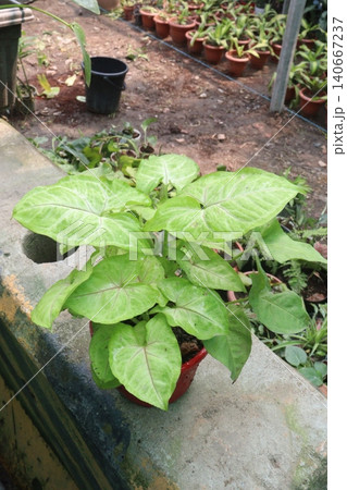 Arrowhead plants on farm for sell Arrowhead plants on farm for sell 140667237