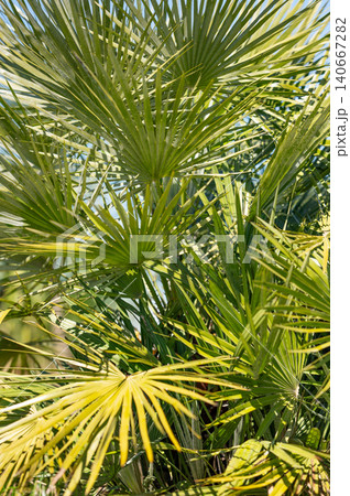 Green tropical palm leaves illuminated by warm sunlight on a blue sky background. 140667282
