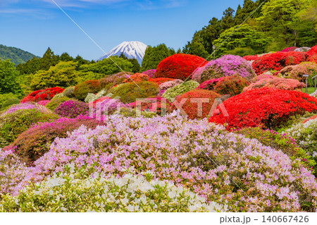 (神奈川県)箱根小田急・山のホテルの美しいつつじ庭園から眺める富士山 (神奈川県)箱根小田急・山のホテルの美しいつつじ庭園から眺める富士山 140667426