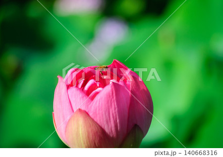 夏の蓮の花に止まるミツバチ 夏の蓮の花に止まるミツバチ 140668316