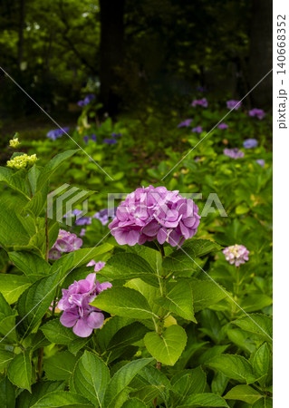 静かにたたずむアジサイの花 140668352