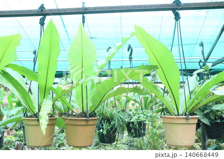 Asplenium nidus and Bird nest fern leaf plant on pot in farm Asplenium nidus and Bird nest fern leaf plant on pot in farm 140668449