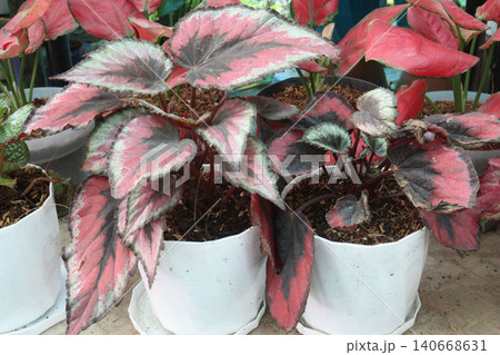 Begonia rex, the king begonia, fancy leaf begonia, painted leaf begonia leaf or flowering plant Begonia rex, the king begonia, fancy leaf begonia, painted leaf begonia leaf or flowering plant 140668631