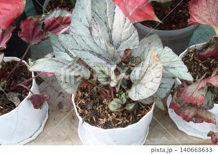 Begonia rex, the king begonia, fancy leaf begonia, painted leaf begonia leaf or flowering plant Begonia rex, the king begonia, fancy leaf begonia, painted leaf begonia leaf or flowering plant 140668633