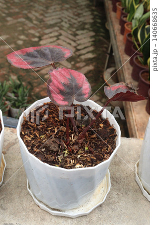 Begonia rex, the king begonia, fancy leaf begonia, painted leaf begonia leaf or flowering plant Begonia rex, the king begonia, fancy leaf begonia, painted leaf begonia leaf or flowering plant 140668635