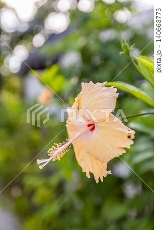 Soft white hibiscus blossom dreamy green bokeh. Pure tropical flower glowing gentle light. Serene macro for wellness spa beauty, fresh botanical garden detail 140668773