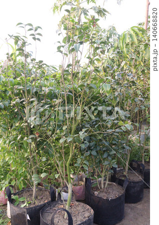 Camellia flower plant on farm for sell are cash crops 140668820