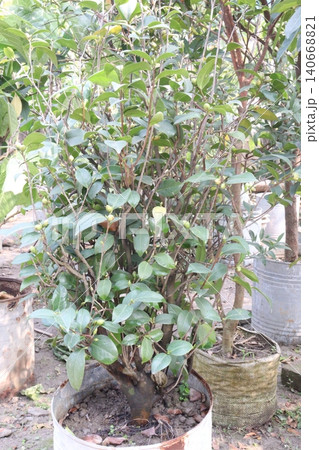 Camellia flower plant on farm for sell are cash crops Camellia flower plant on farm for sell are cash crops 140668821